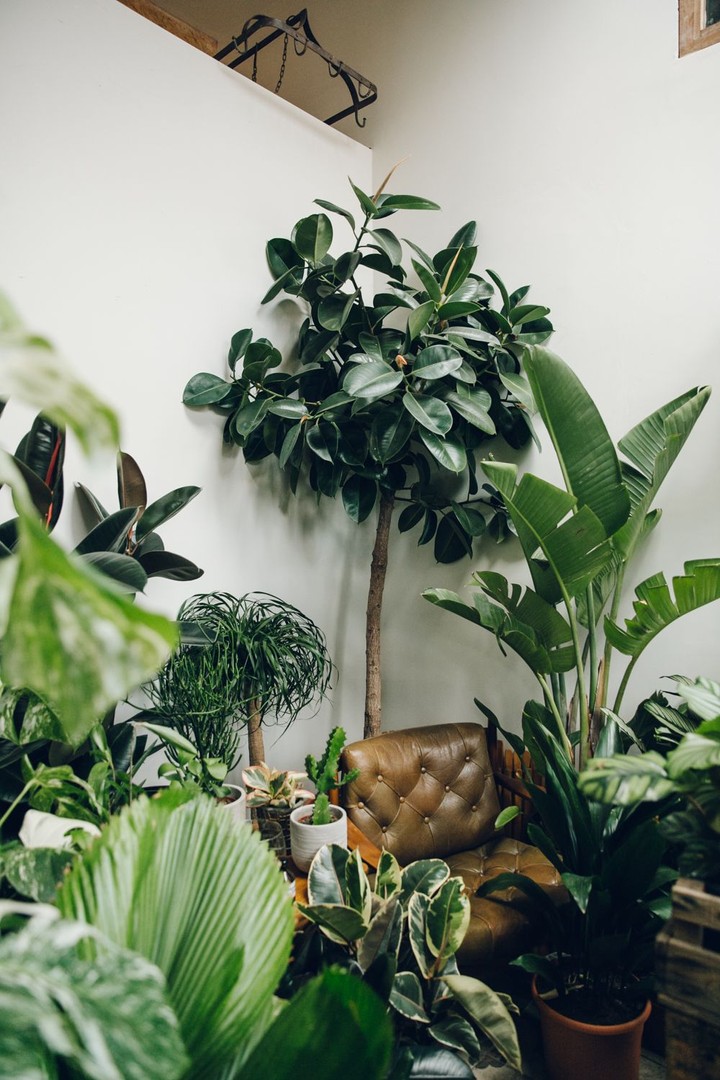 Conservatory Archives