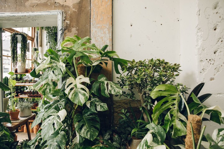 Conservatory Archives