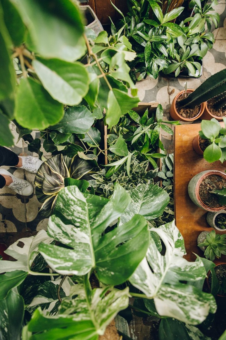 Conservatory Archives