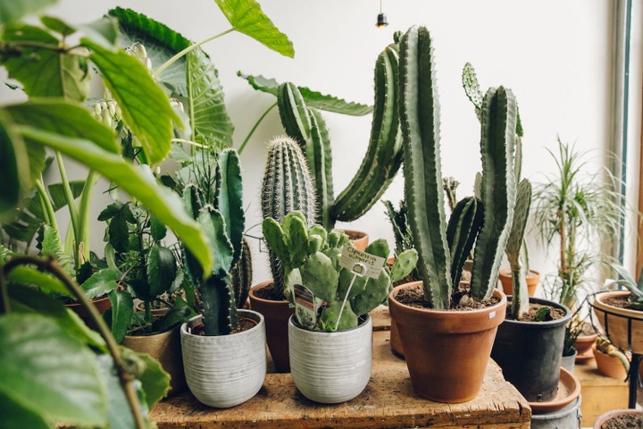 Conservatory Archives