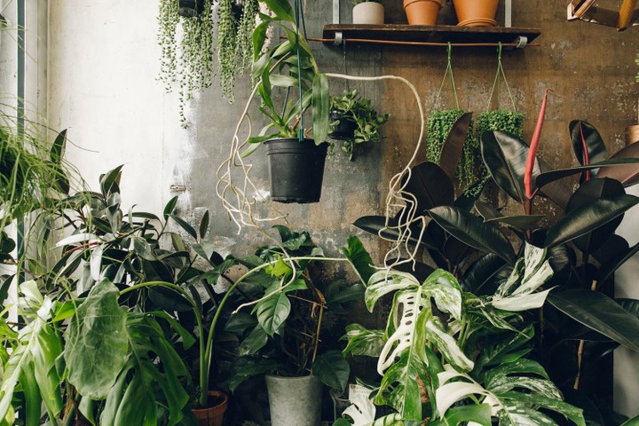 Conservatory Archives