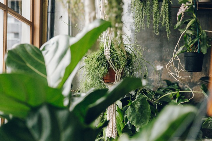 Conservatory Archives