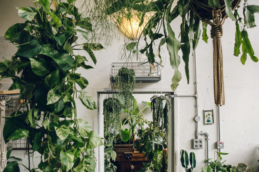 Conservatory Archives, Hackney Road, London: Photo by India Hobson