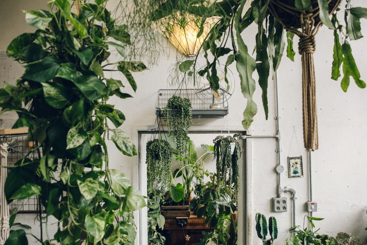 Conservatory Archives