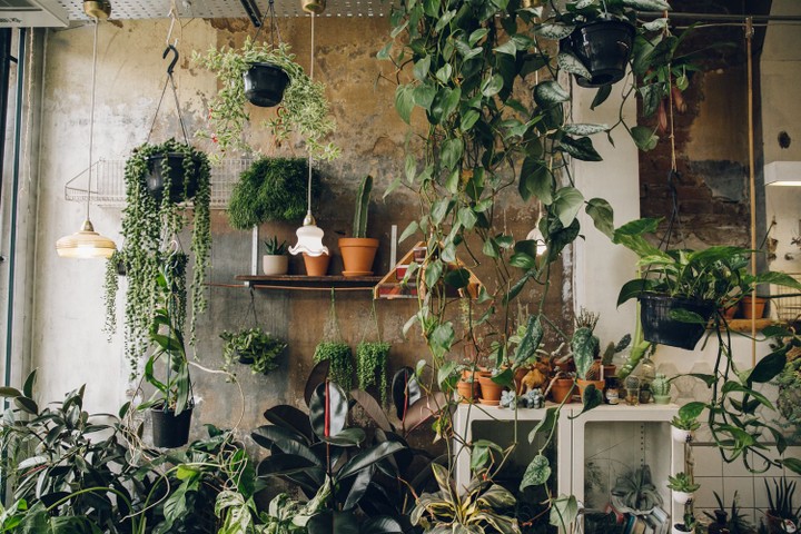Conservatory Archives