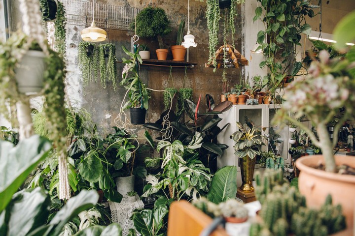 Conservatory Archives