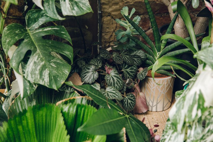 Conservatory Archives