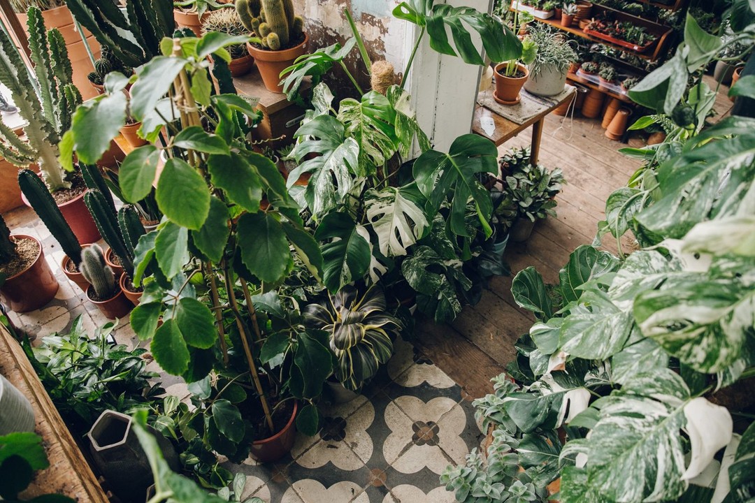 Conservatory Archives, Hackney Road, London: Photo by India Hobson