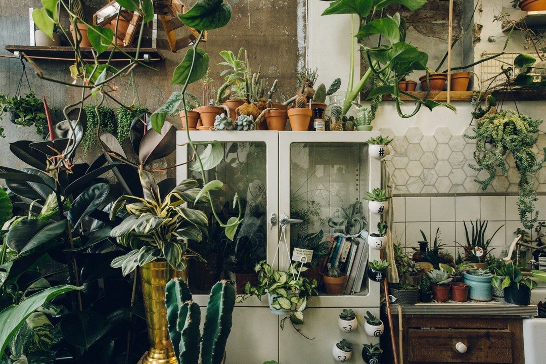 Conservatory Archives, Hackney Road, London: Photo by India Hobson