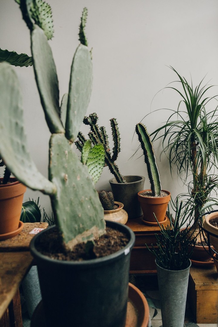 Conservatory Archives