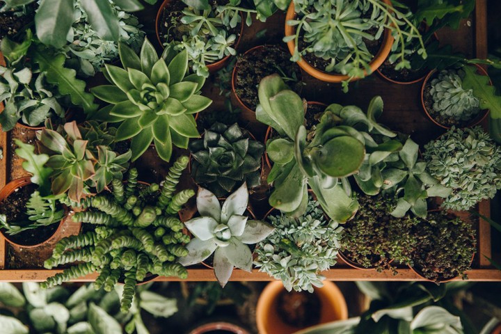 Conservatory Archives