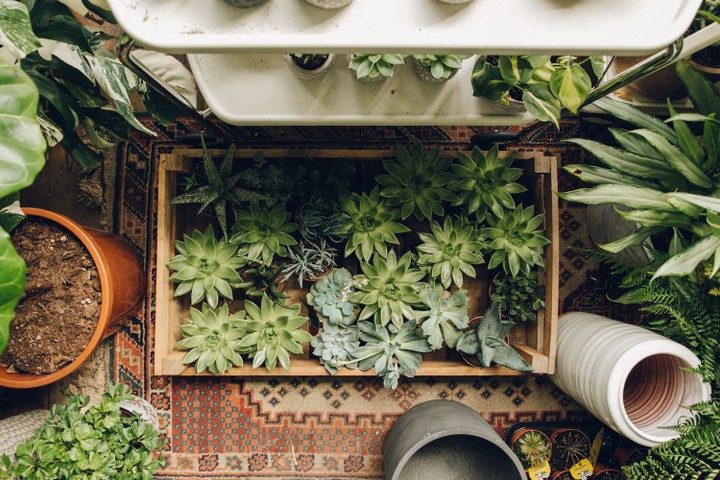 Conservatory Archives