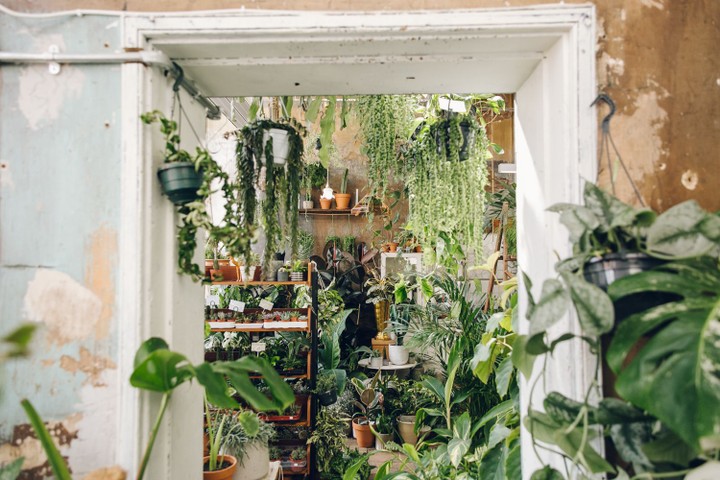 Conservatory Archives