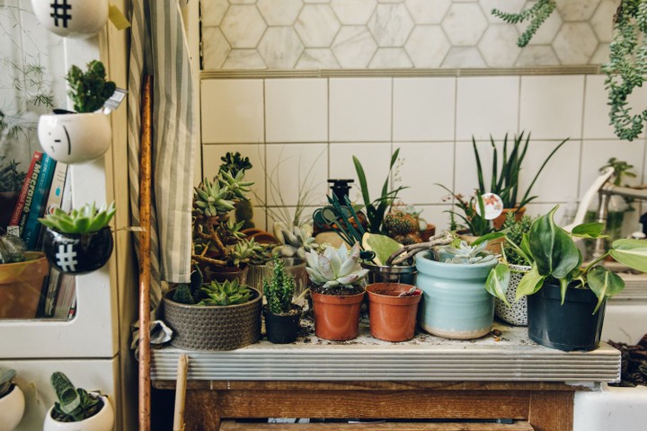 Conservatory Archives