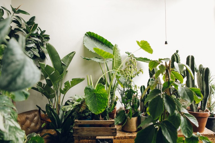Conservatory Archives