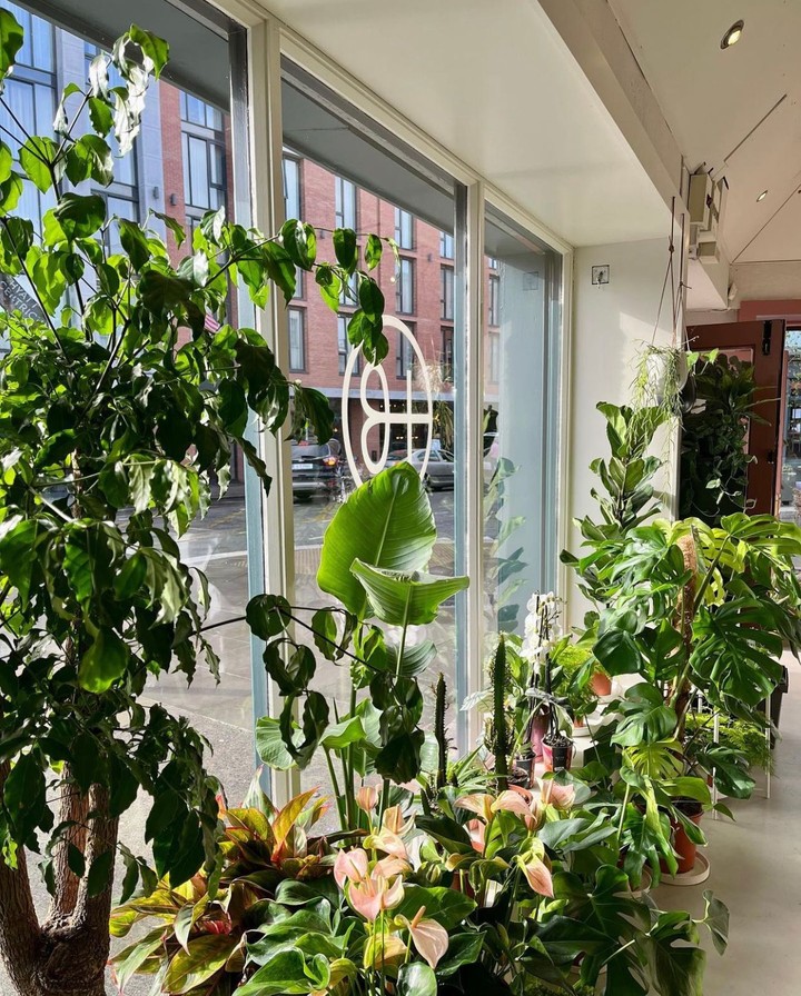 Hopeless Botanics, Dublin