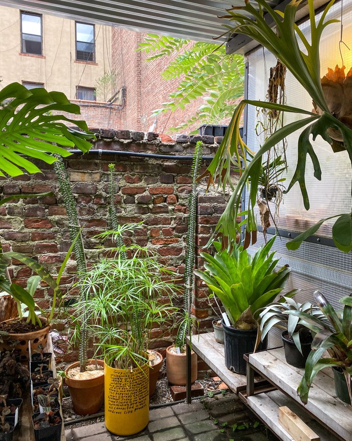 Cactus Store, New York