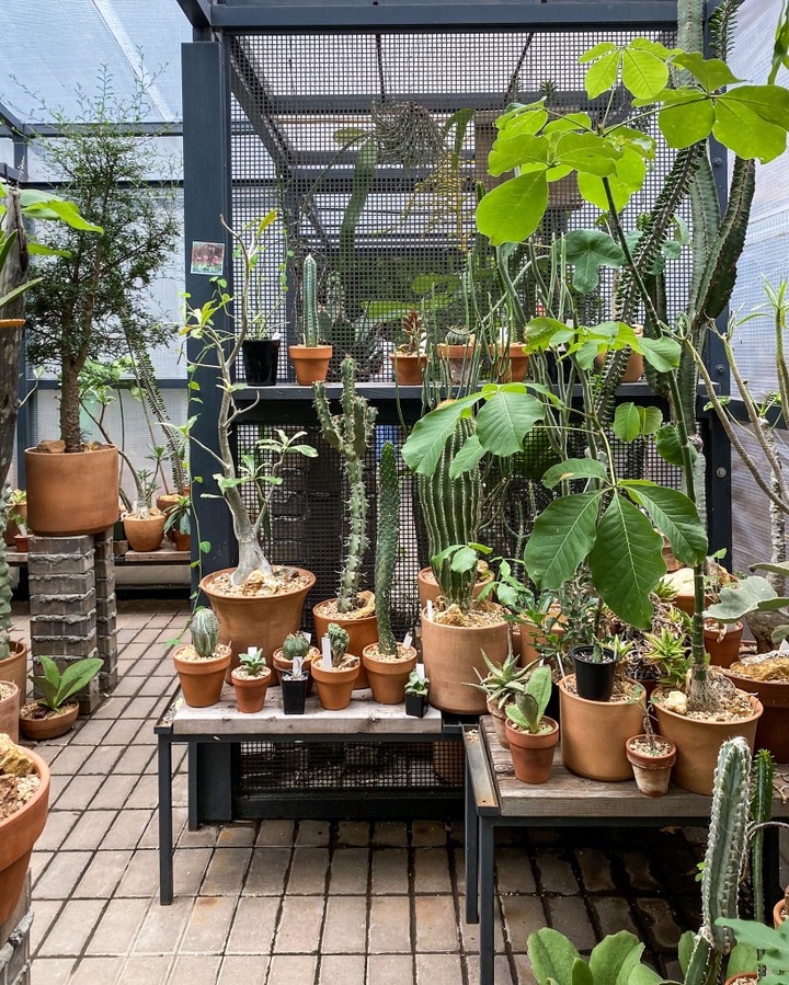 Cactus Store, New York