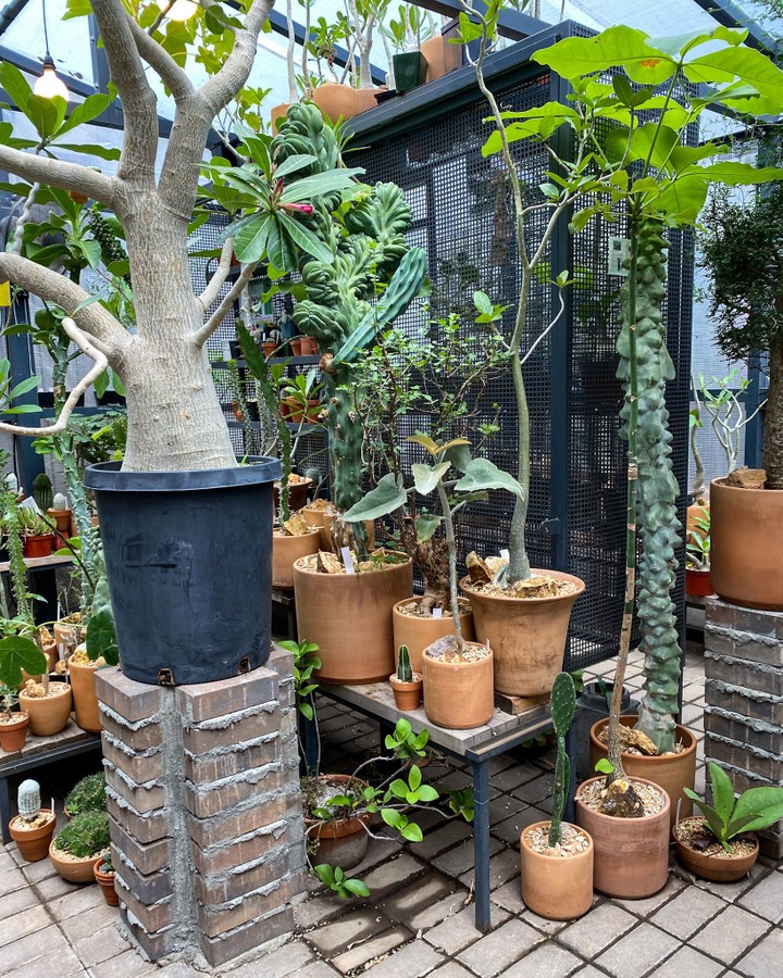Cactus Store, New York