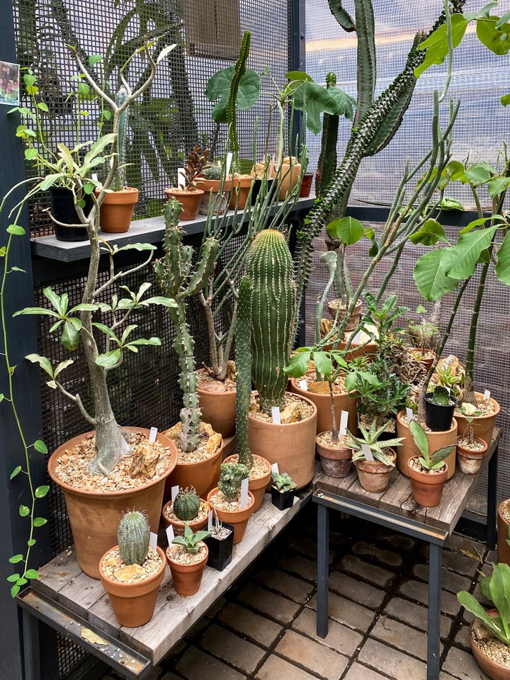 Cactus Store, New York