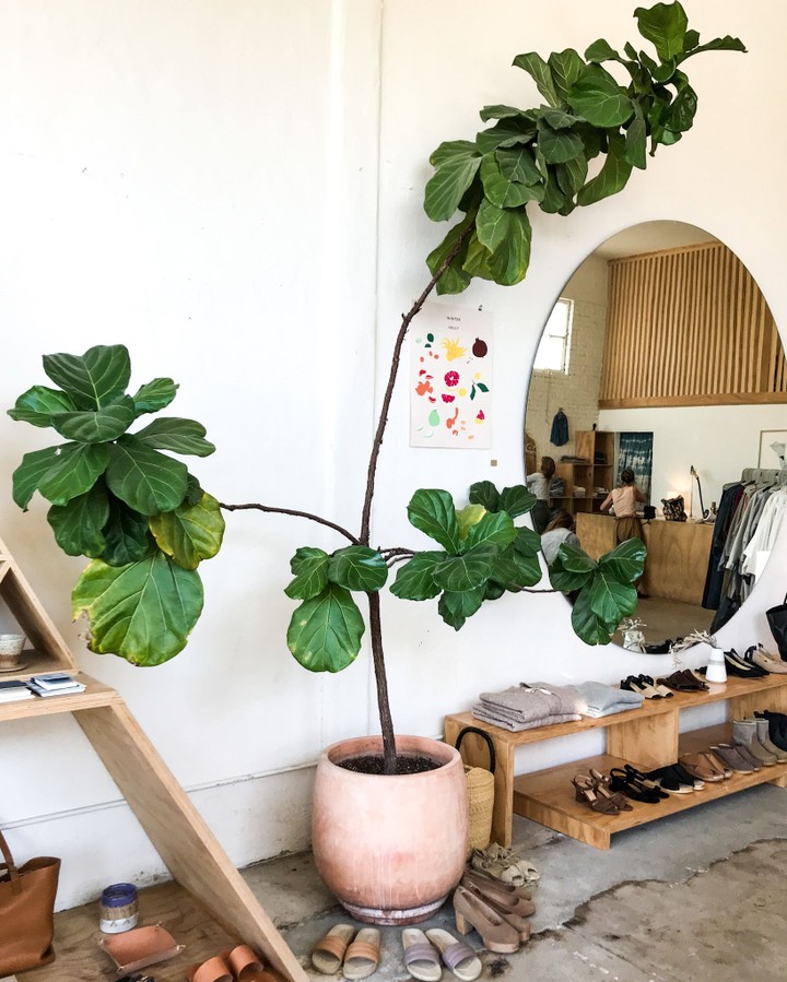General Store, Venice