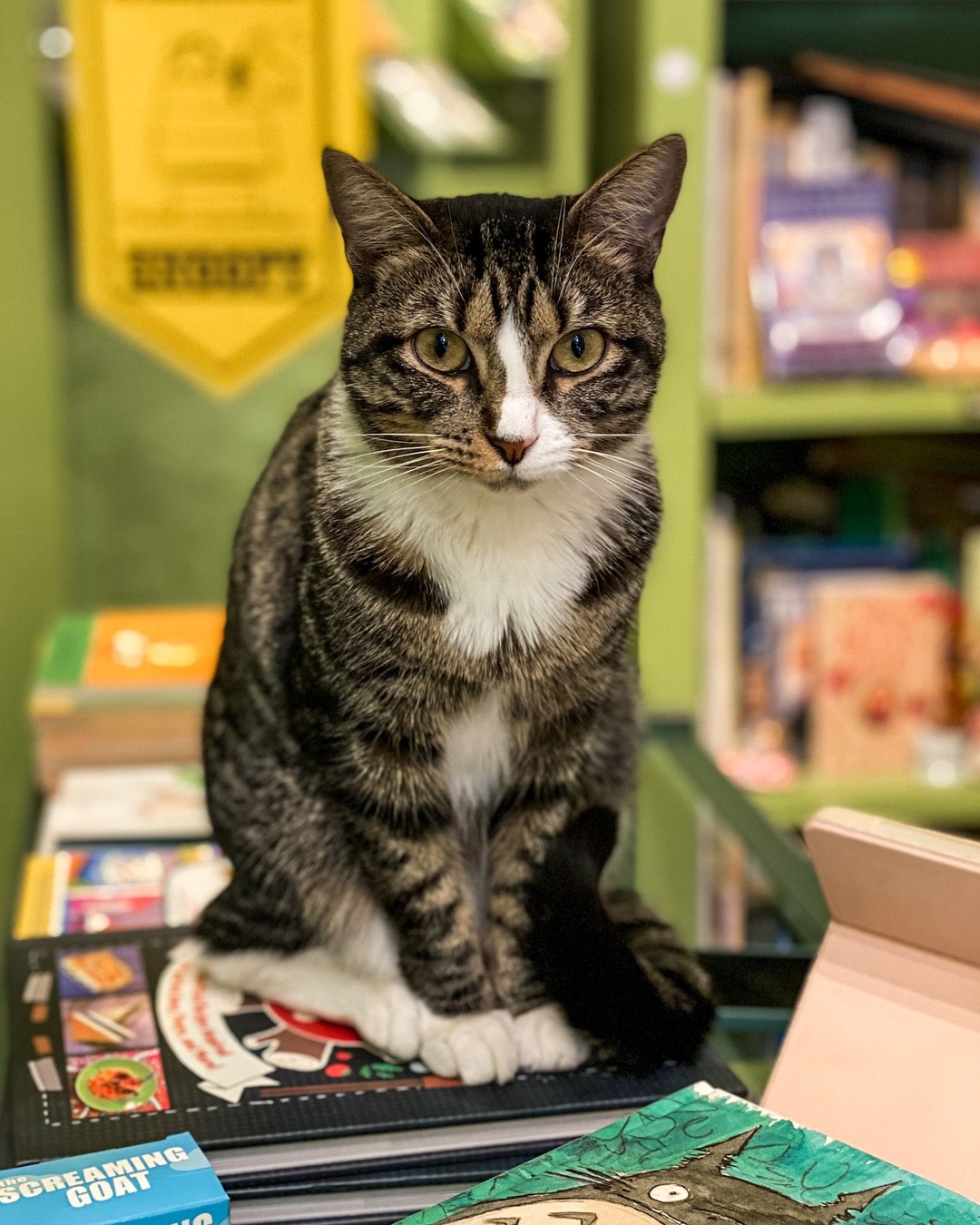 Pillow-Cat Books, New York