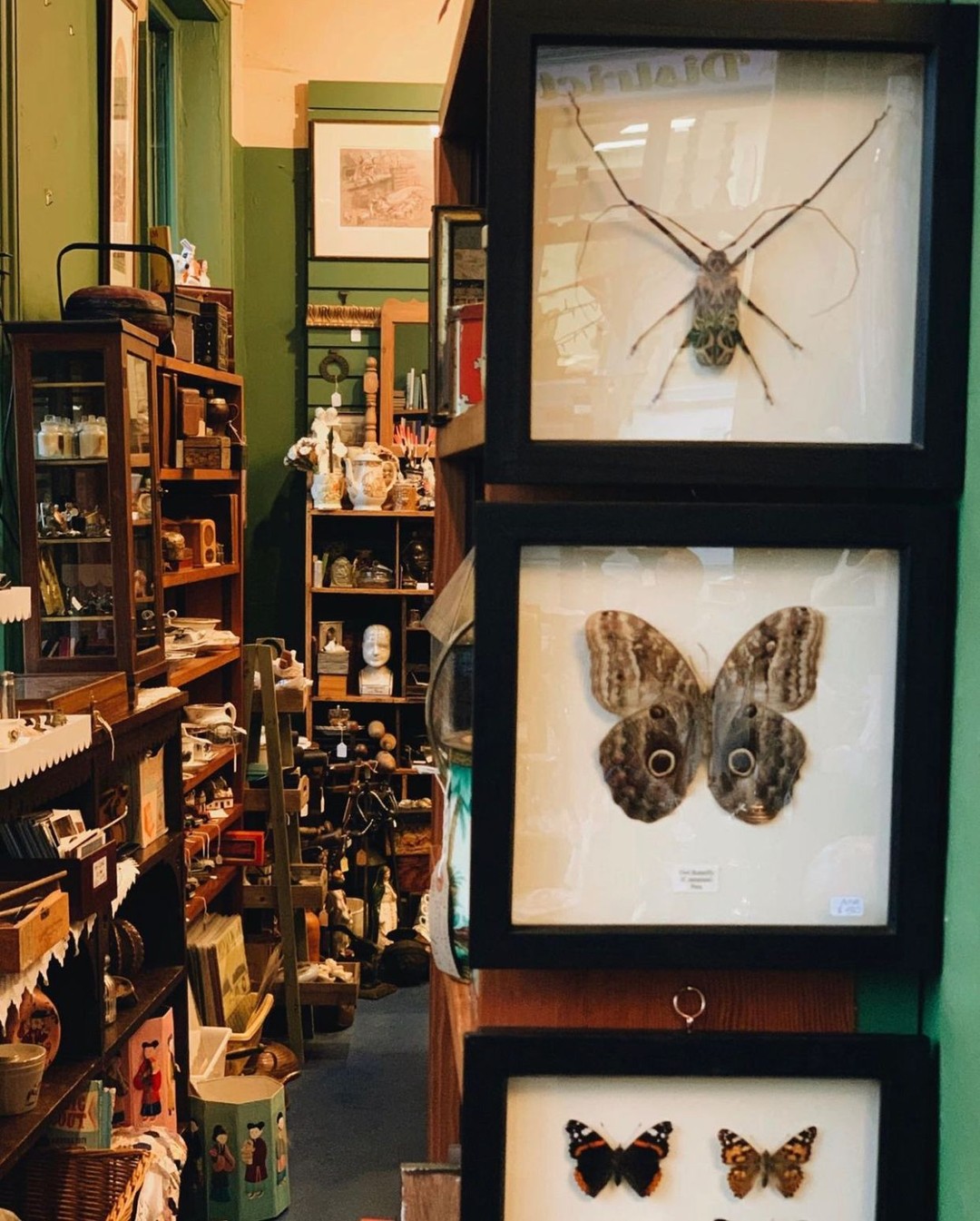 Smoking Monkey Antiques, Bury Saint Edmunds photo by Sophie Harvey