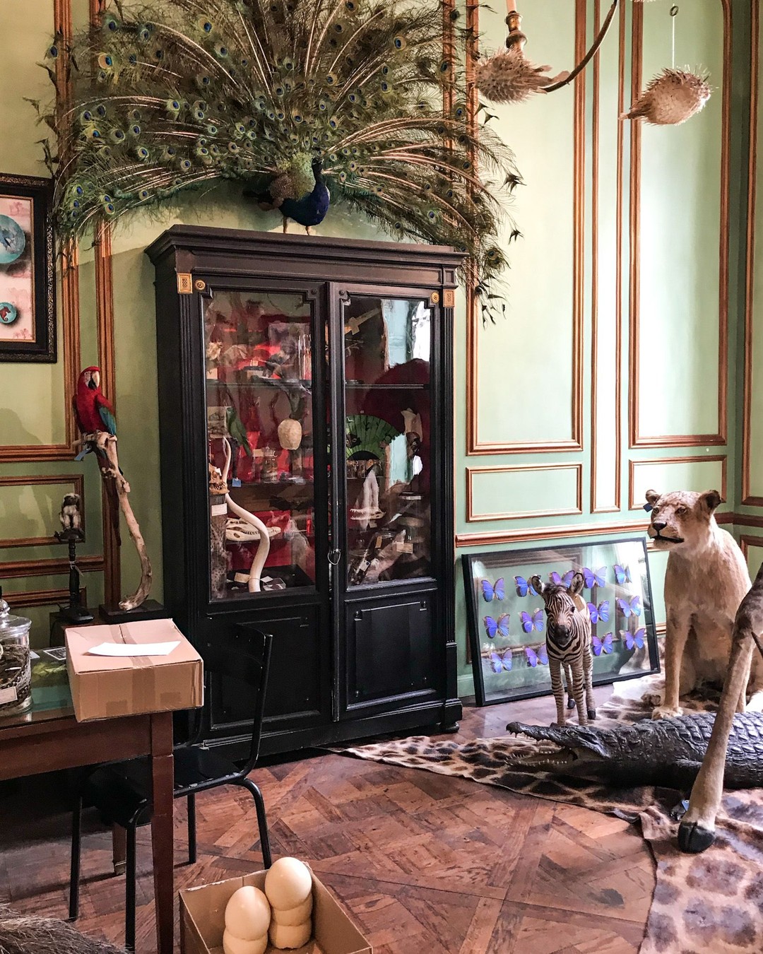 Deyrolle, Paris