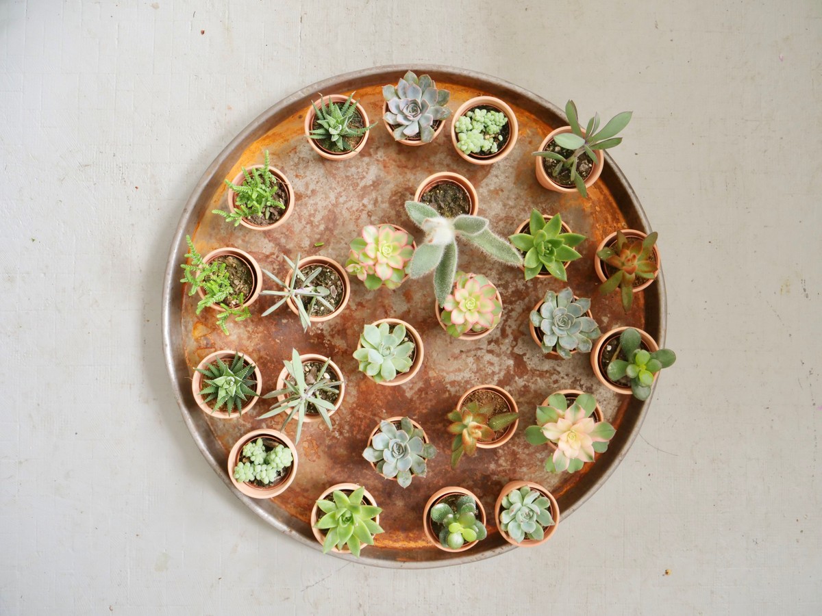 White Flower, North Fork: Succulents