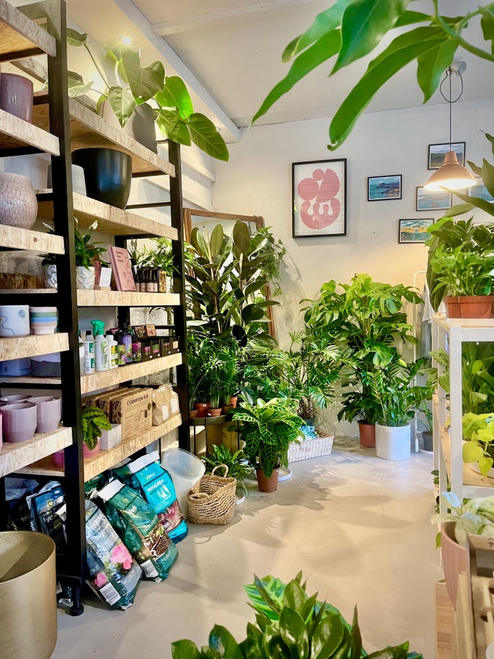 Hopeless Botanics, Dublin