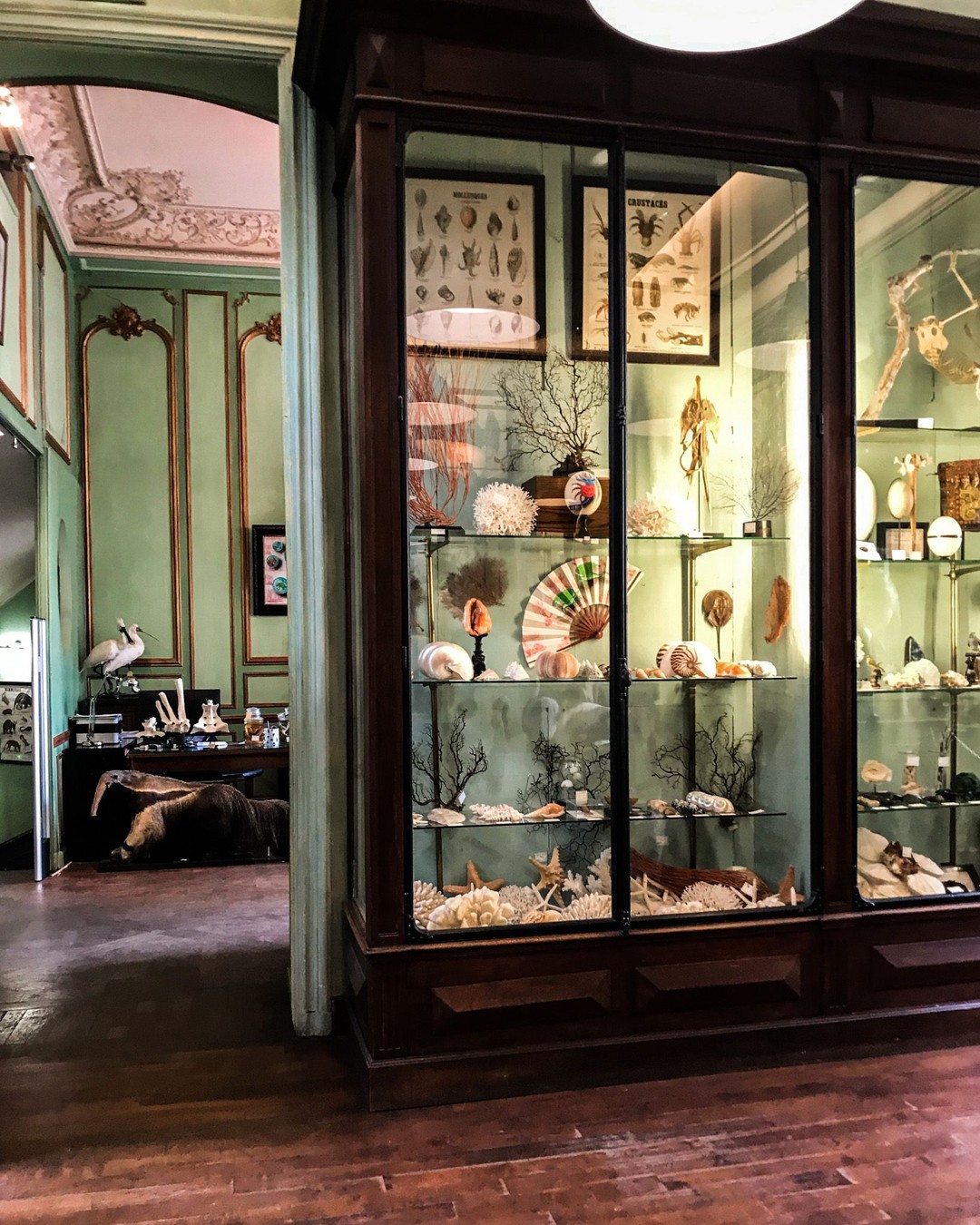Deyrolle, Paris
