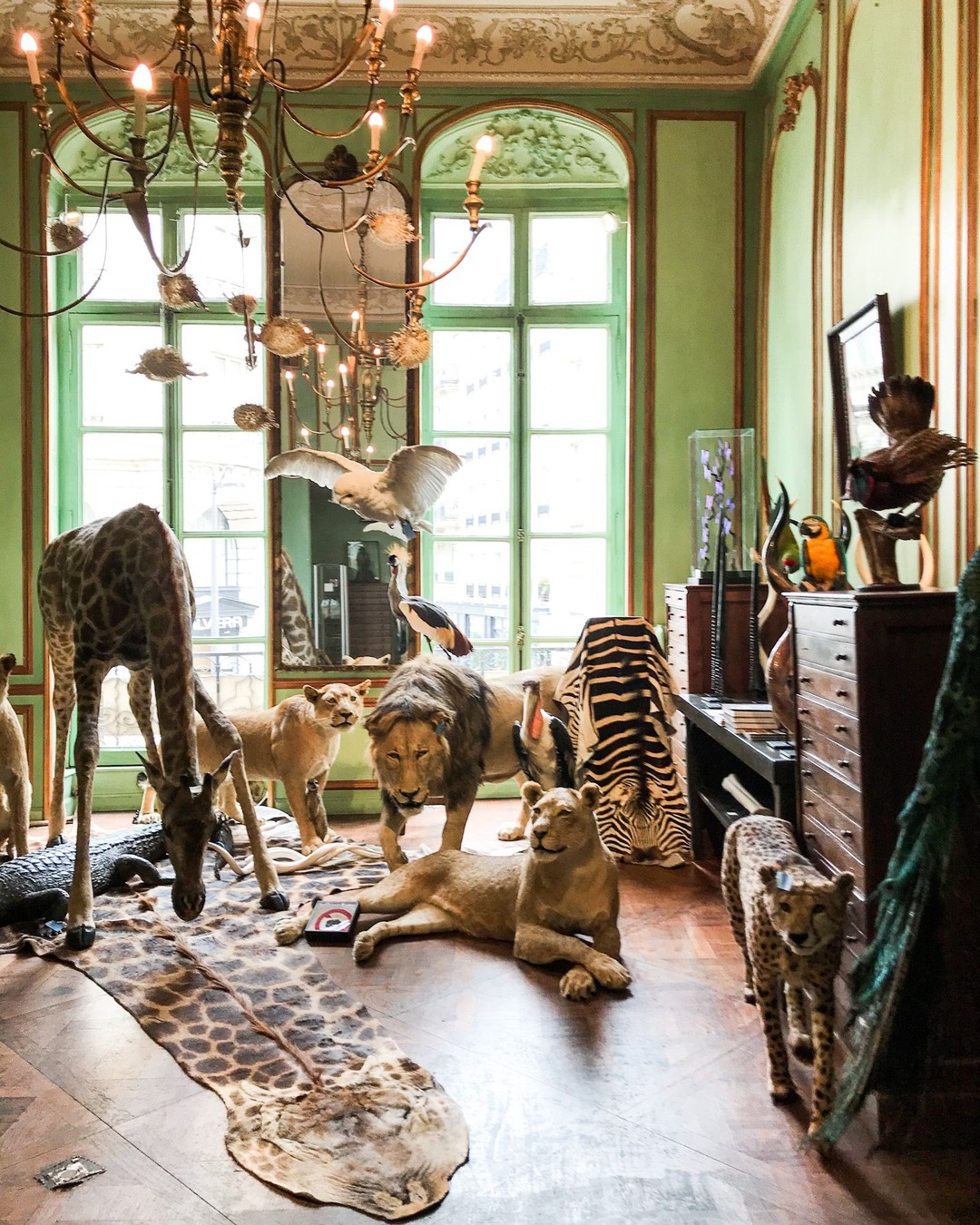 Deyrolle, Paris