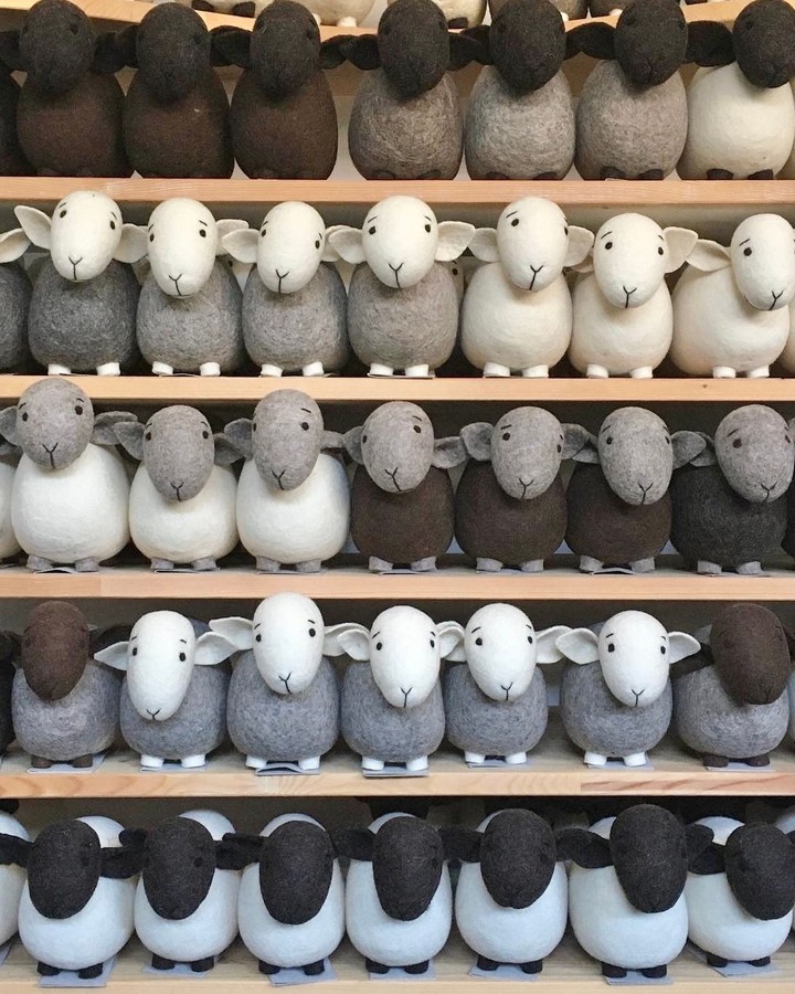Flock, Dublin
