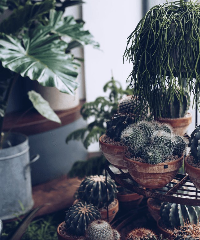 Urban Flower Company