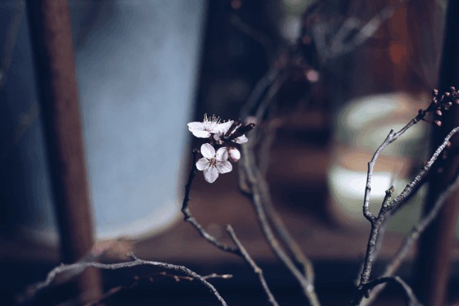 Urban Flower Company